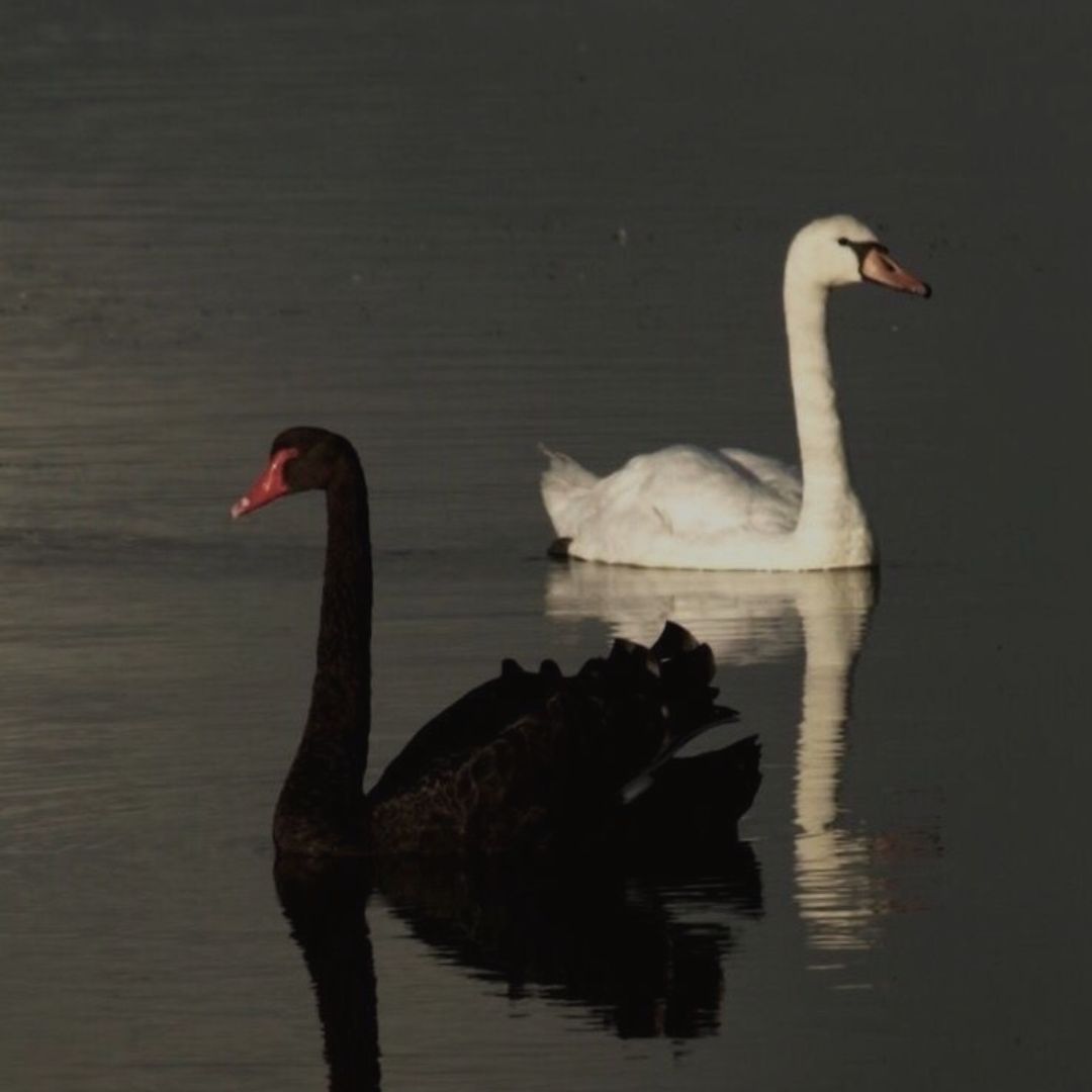 Holistic Harmony: Embracing Release with the Full Moon Lunar Eclipse in Libra